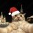 Kirill_Willson